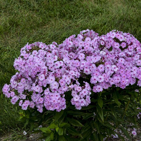 PHLOX GARDEN GIRLS UPTOWN GIRL TALL GARDEN PHLOX