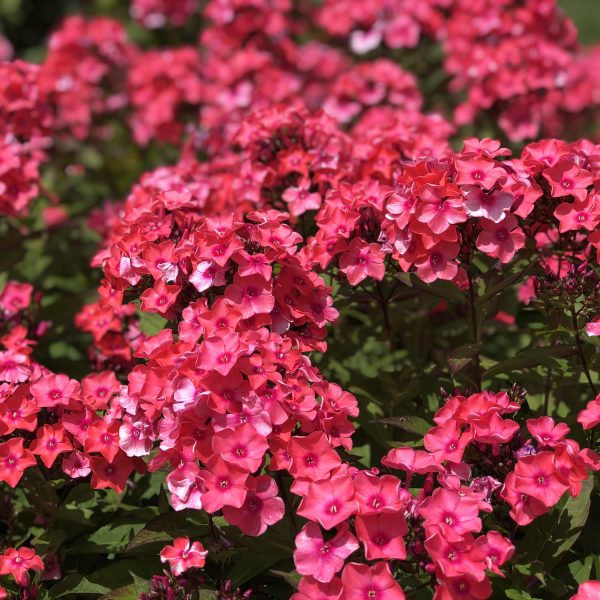 PHLOX GLAMOUR GIRL TALL GARDEN PHLOX