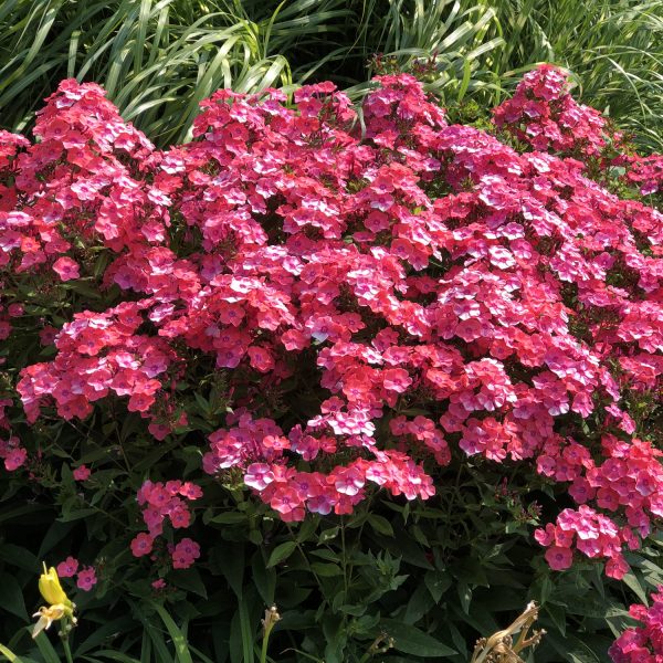 PHLOX GLAMOUR GIRL TALL GARDEN PHLOX