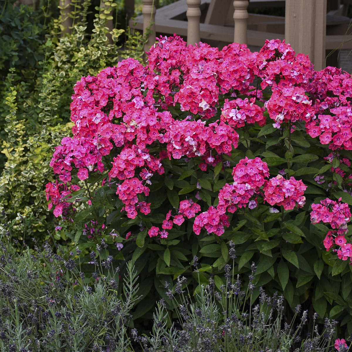 Phlox Glamour Girl - Buy Phlox Tall Garden Online