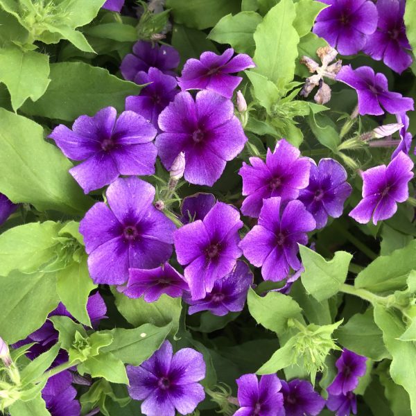 PHLOX INTENSIA BLUEBERRY PHLOX