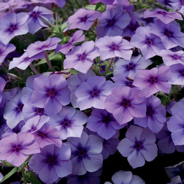 PHLOX INTENSIA BLUEBERRY PHLOX