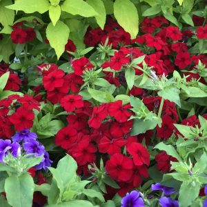 PHLOX INTENSIA RED HOT PHLOX