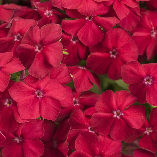 PHLOX INTENSIA RED HOT PHLOX