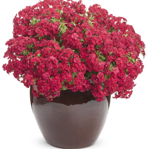 PHLOX INTENSIA RED HOT PHLOX