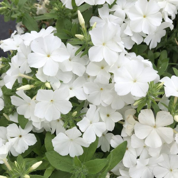 PHLOX INTENSIA WHITE PHLOX