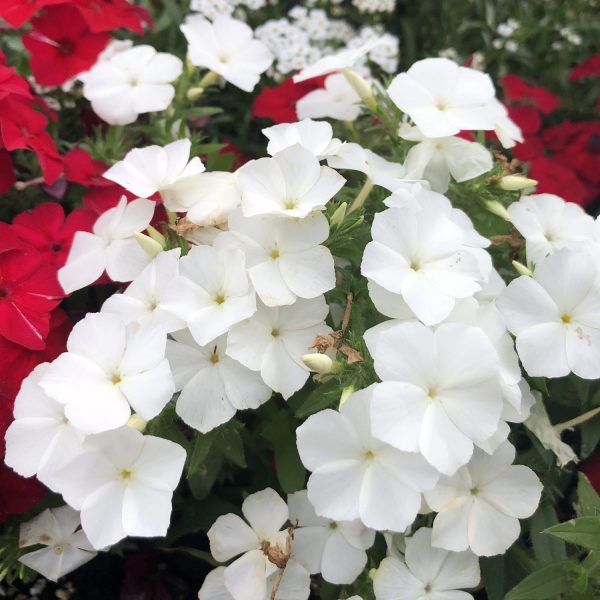 PHLOX INTENSIA WHITE PHLOX