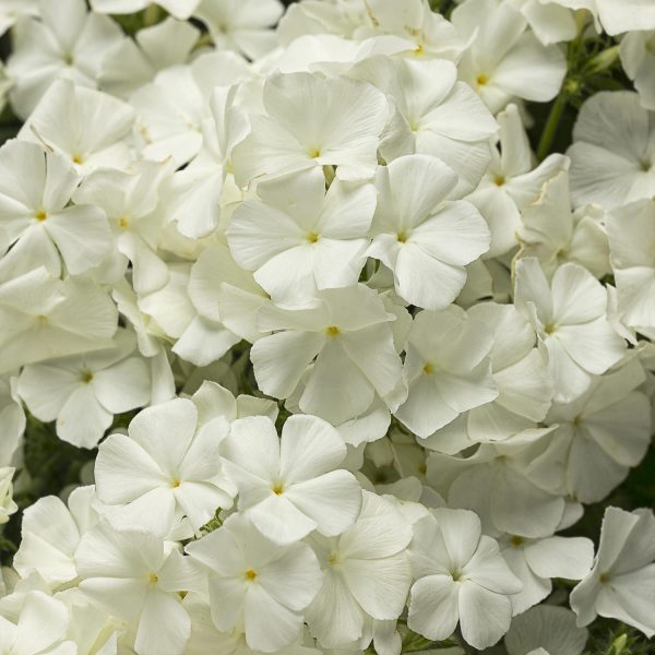 PHLOX INTENSIA WHITE PHLOX