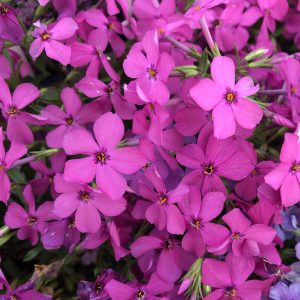 PHLOX MAGENTA SPRITE HYBRID PHLOX