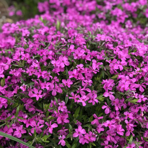 PHLOX MAGENTA SPRITE HYBRID PHLOX