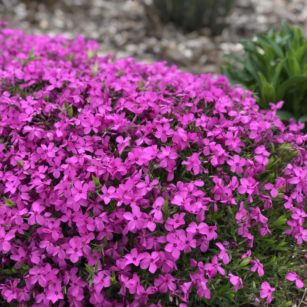 Phlox 'Magenta Sprite' Garden Crossings