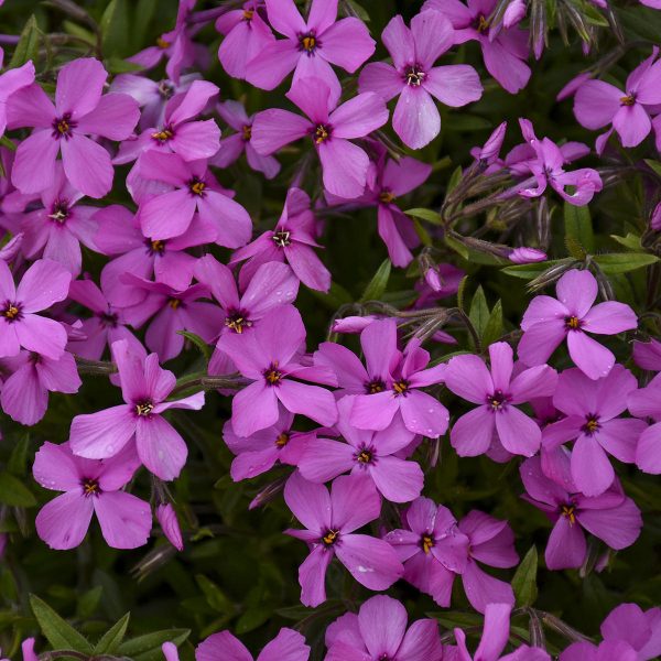 PHLOX MAGENTA SPRITE HYBRID PHLOX