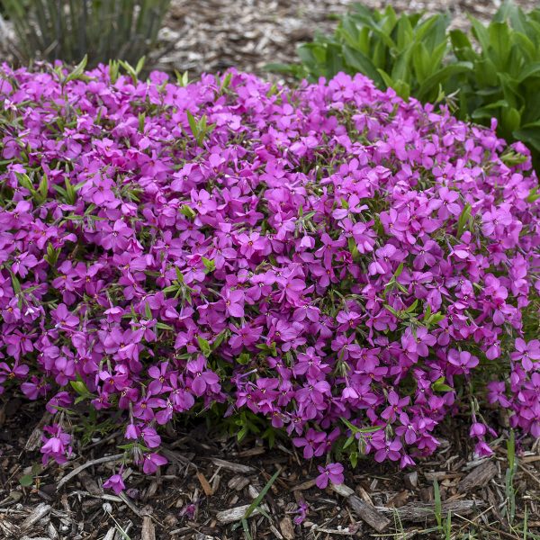 PHLOX MAGENTA SPRITE HYBRID PHLOX