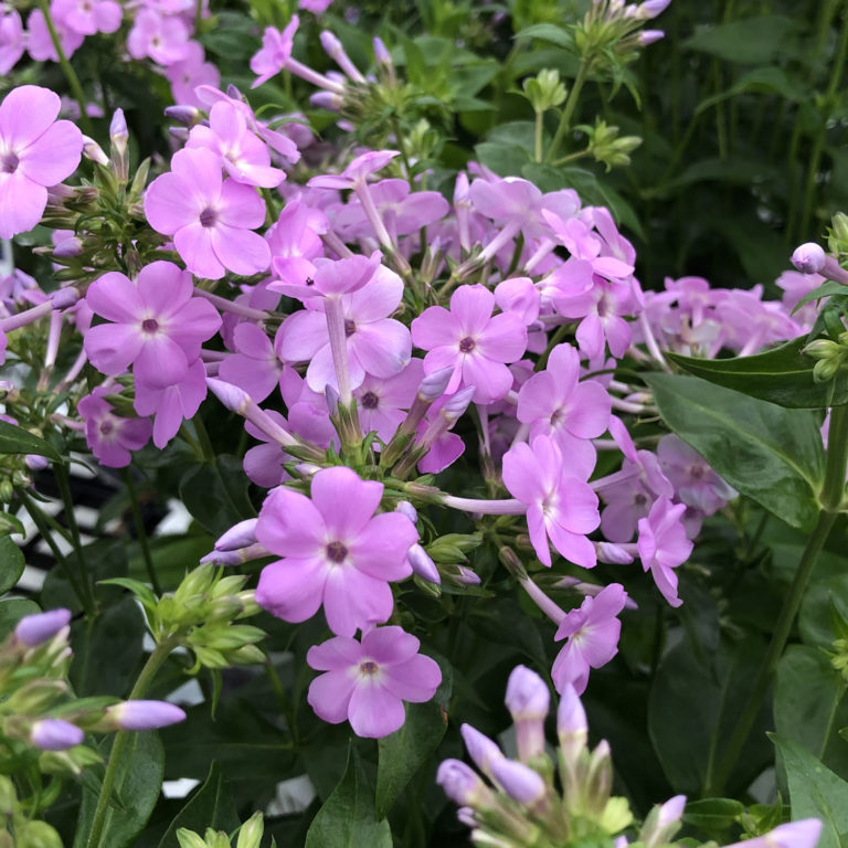 Order Phlox Tall Garden Perennials Online