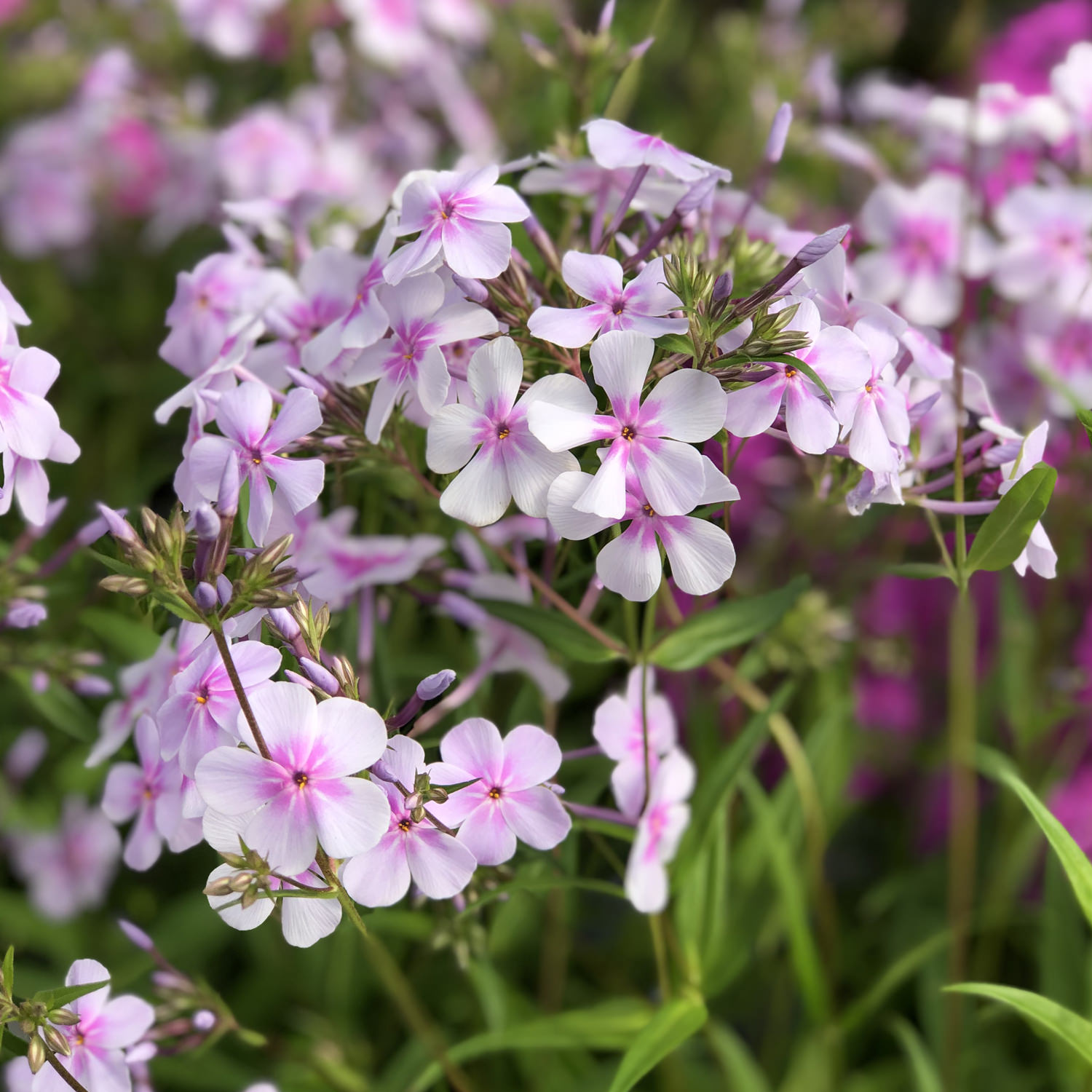 PHLOX OPENING ACT PINK A DOT HYBRID PHLOX