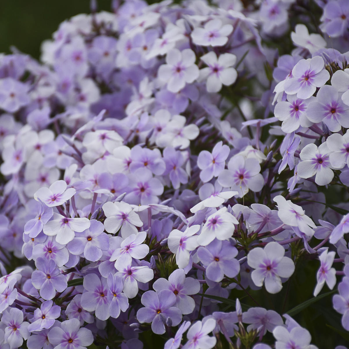 Phlox 'Opening Act Pink a Dot'