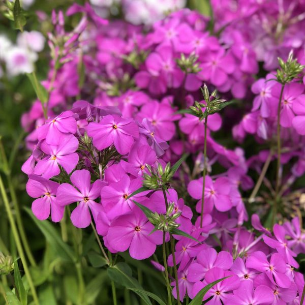 PHLOX OPENING ACT ULTRAPINK HYBRID PHLOX