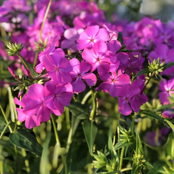 PHLOX OPENING ACT ULTRAPINK HYBRID PHLOX