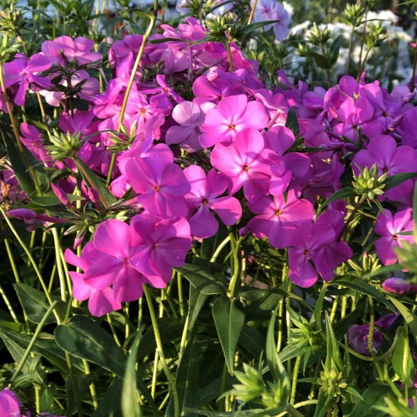 PHLOX OPENING ACT ULTRAPINK HYBRID PHLOX