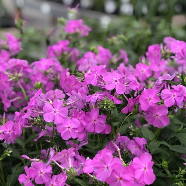 PHLOX OPENING ACT ULTRAPINK HYBRID PHLOX