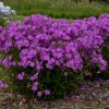 PHLOX OPENING ACT ULTRAPINK HYBRID PHLOX