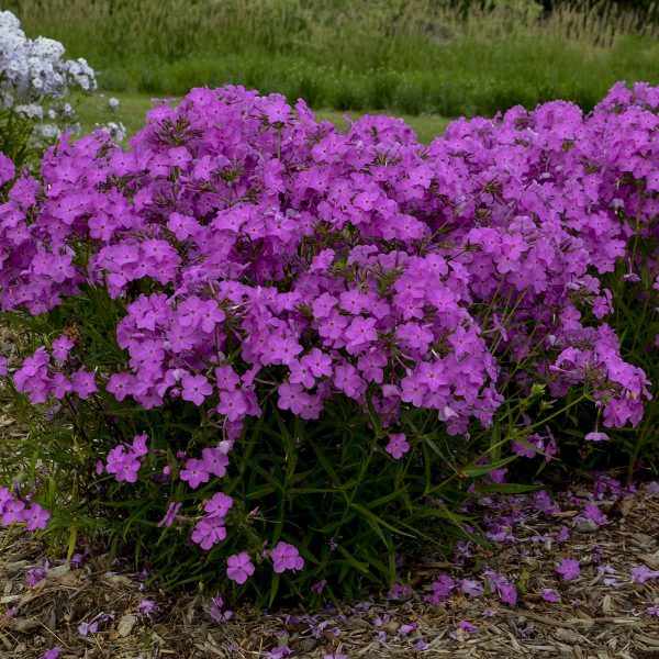 PHLOX OPENING ACT ULTRAPINK HYBRID PHLOX