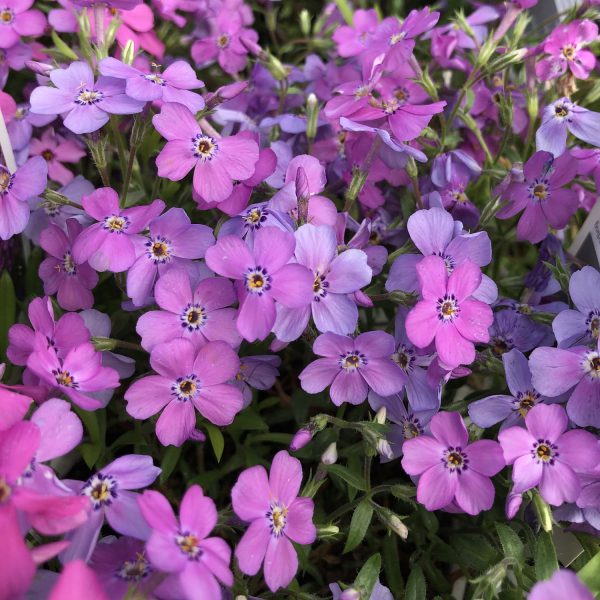 PHLOX PURPLE SPRITE HYBRID PHLOX