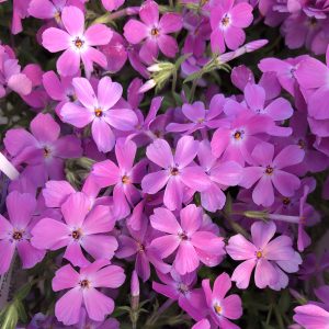 PHLOX ROSE SPRITE HYBRID PHLOX