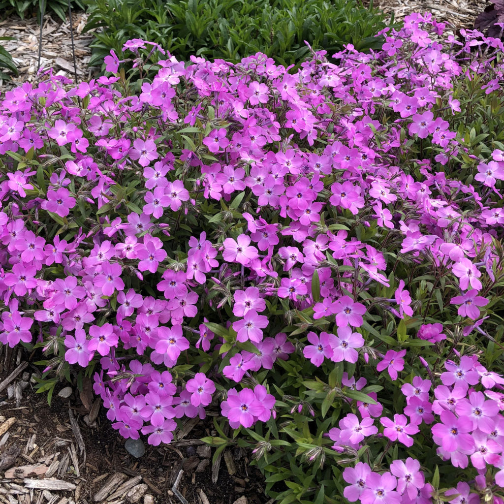 Phlox 'Rose Sprite' Garden Crossings