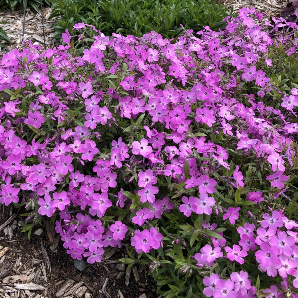 PHLOX ROSE SPRITE HYBRID PHLOX