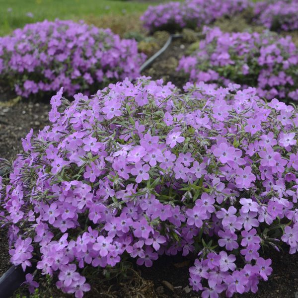 PHLOX ROSE SPRITE HYBRID PHLOX