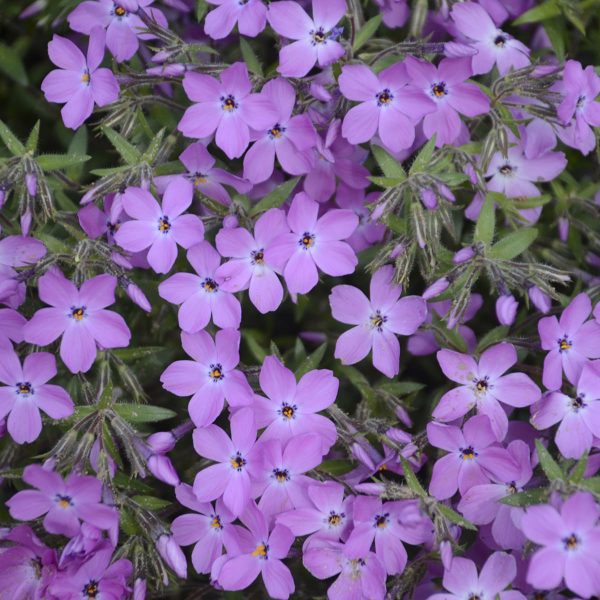 PHLOX ROSE SPRITE HYBRID PHLOX