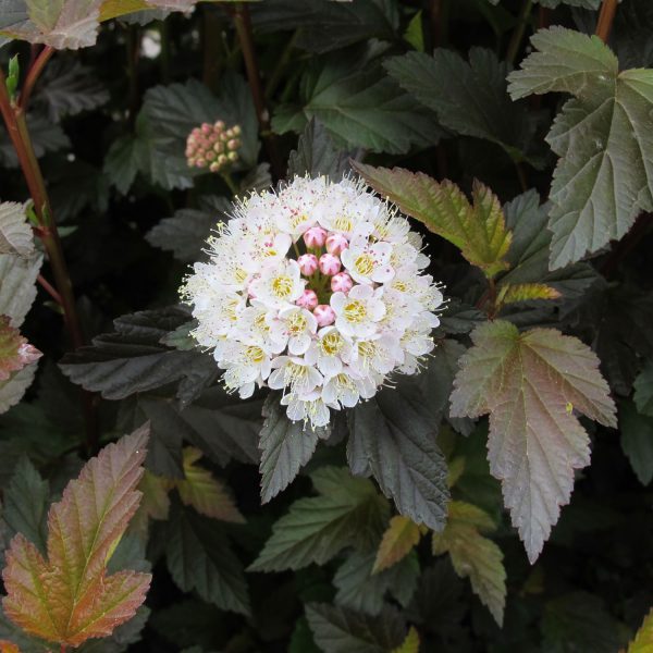 PHYSOCARPUS COPPERTINA NINEBARK