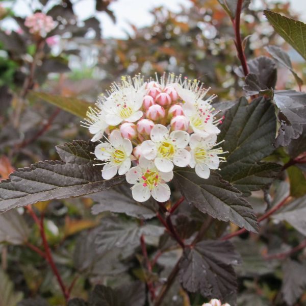 PHYSOCARPUS COPPERTINA NINEBARK