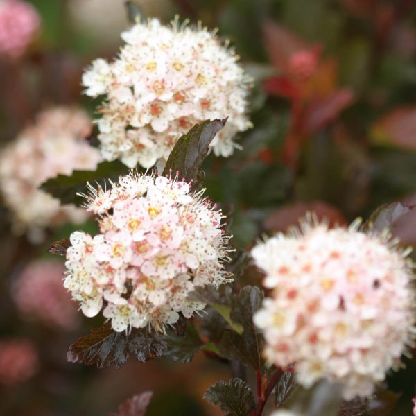 PHYSOCARPUS COPPERTINA NINEBARK