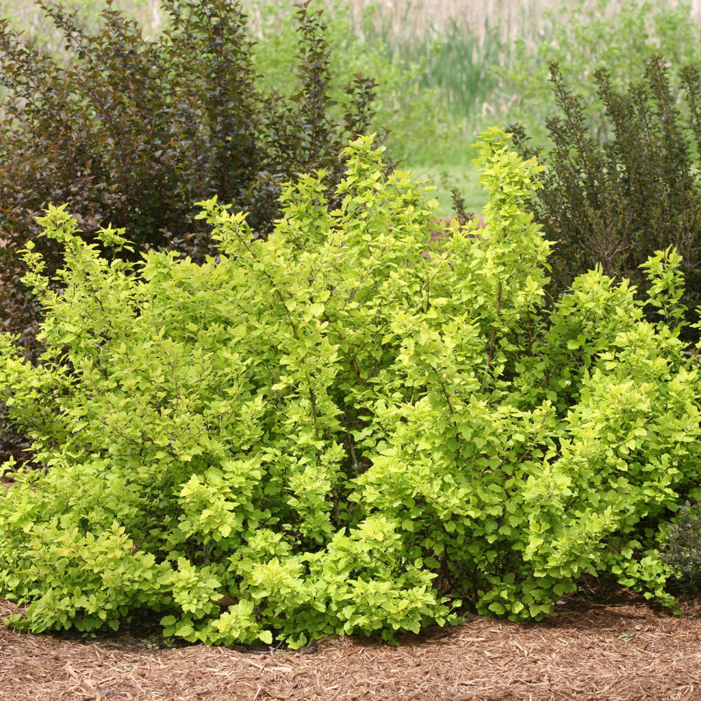 PHYSOCARPUS FESTIVUS GOLD NINEBARK