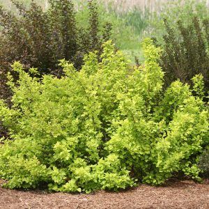 PHYSOCARPUS FESTIVUS GOLD NINEBARK