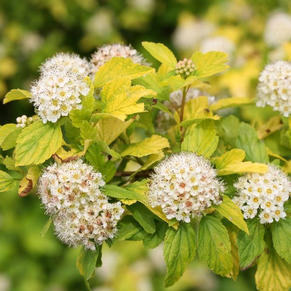 PHYSOCARPUS FESTIVUS GOLD NINEBARK