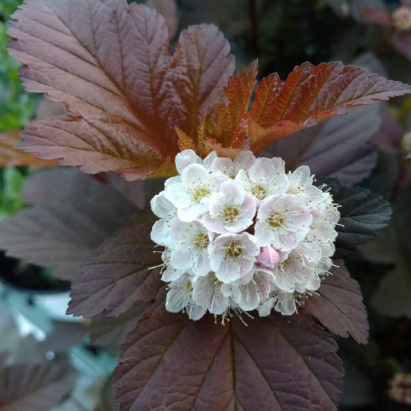 PHYSOCARPUS GINGER WINE NINEBARK