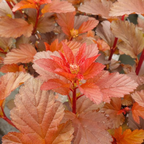 PHYSOCARPUS GINGER WINE NINEBARK