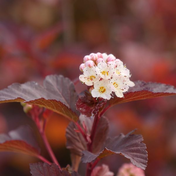 PHYSOCARPUS GINGER WINE NINEBARK