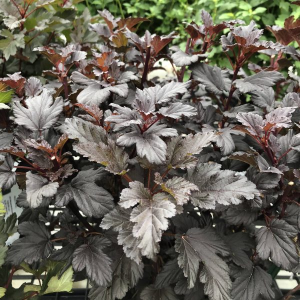 PHYSOCARPUS SUMMER WINE BLACK NINEBARK