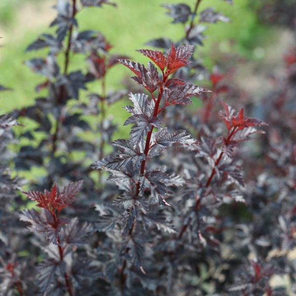 PHYSOCARPUS SUMMER WINE BLACK NINEBARK