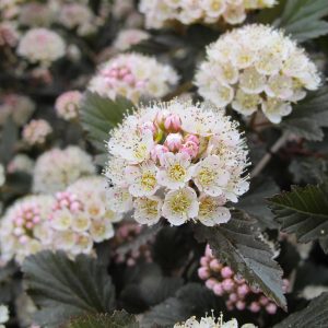 Ninebark -Physocarpus