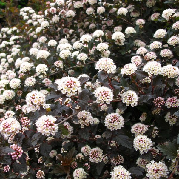 PHYSOCARPUS SUMMER WINE NINEBARK