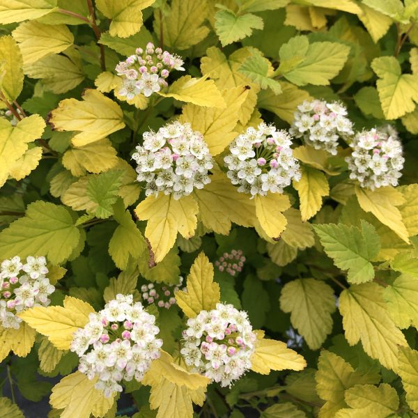 PHYSOCARPUS TINY WINE GOLD NINEBARK