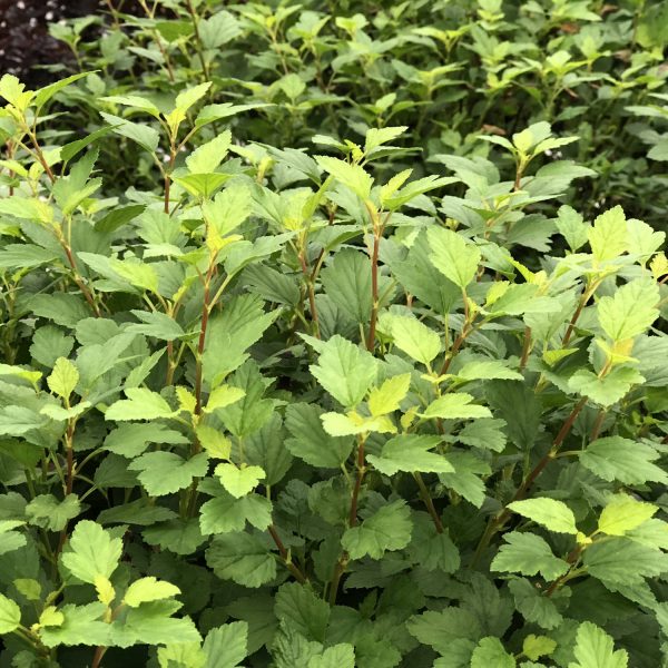 PHYSOCARPUS TINY WINE GOLD NINEBARK