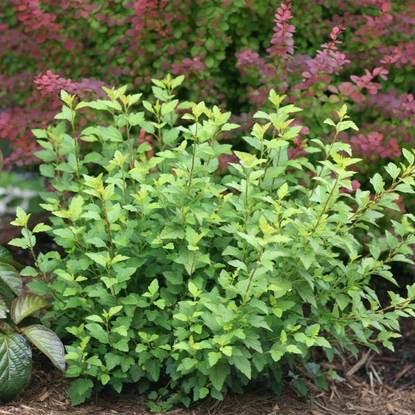 PHYSOCARPUS TINY WINE GOLD NINEBARK