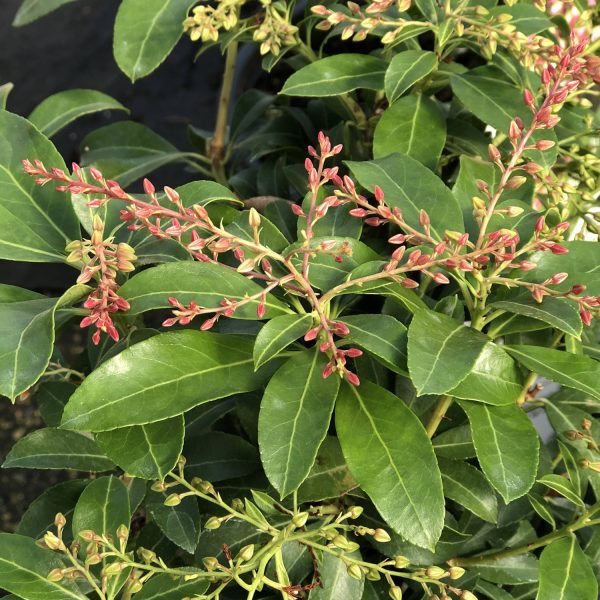 PIERIS INTERSTELLA LILY OF THE VALLEY SHRUB