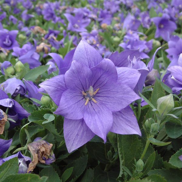 PLATYCODON ASTRA DOUBLE BLUE BALLOON FLOWER